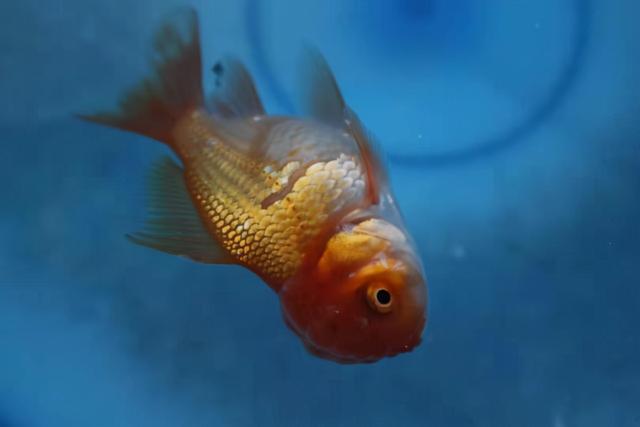 观赏鱼每天排便都正常 根本不可能 深度解析如何调理消化不良 消化不良 新浪新闻