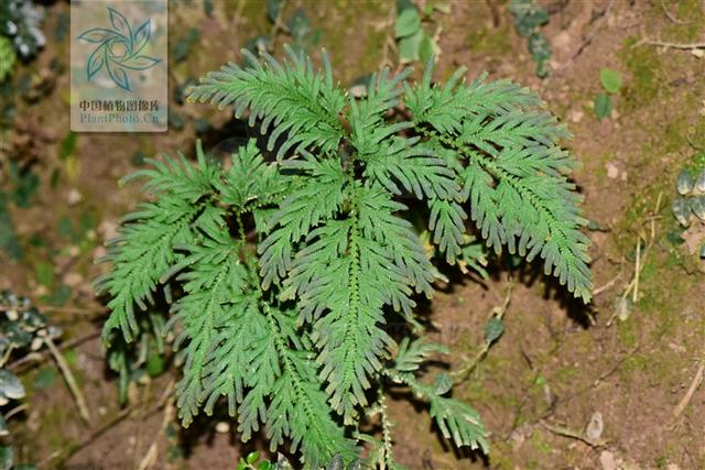 地柏枝见过吗止血清热利湿治创伤出血淋病