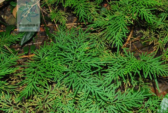 别名地柏,油面风,铺地金牛,百叶草,烂皮蛇,岩柏草,石柏,岩柏枝,孔雀毛