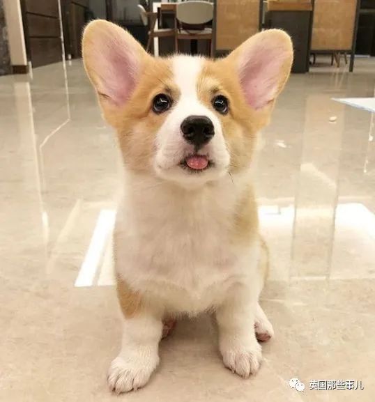 养了柯基才知道这货简直是行走的表情包小眼神超有戏的啊