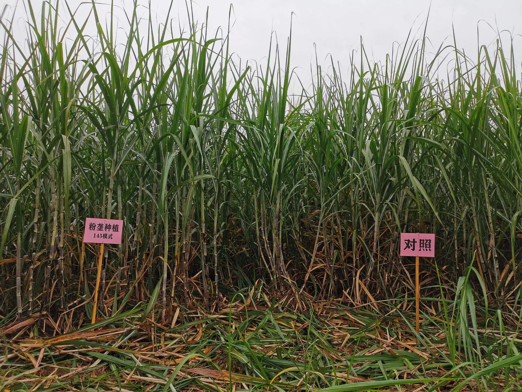 甘蔗种植新法:粉垄"145"技术崇左首试效果良好