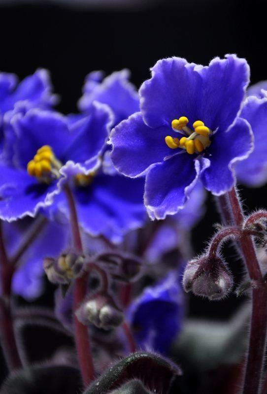 紫罗兰开花紫莹莹花期长四季开花养一盆正好放在阳台上