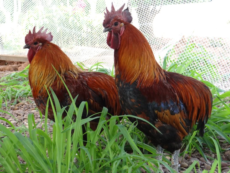 "瓢鸡入沪",每只多赚了50元……上海这个区综合施策帮助云南农户"钱袋