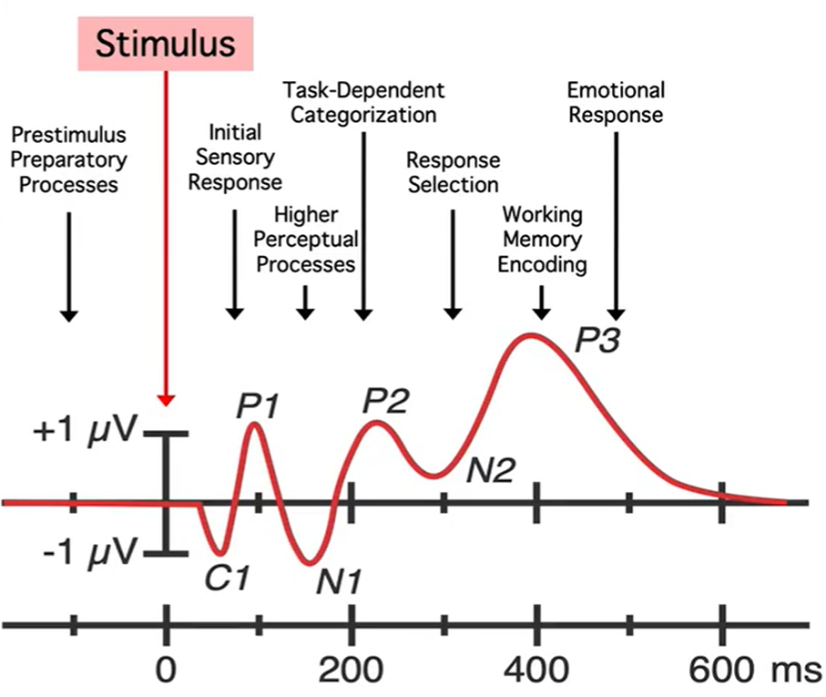 事件相关电位ERP是什么 ERP和心理学研究怎么抉择