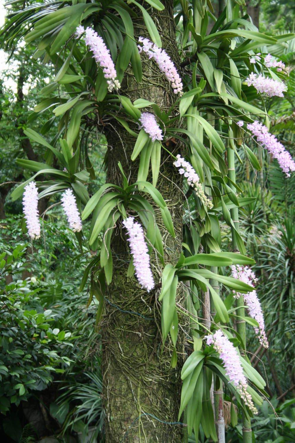 很少人养的指甲兰花色淡雅下垂的花絮温柔浪漫