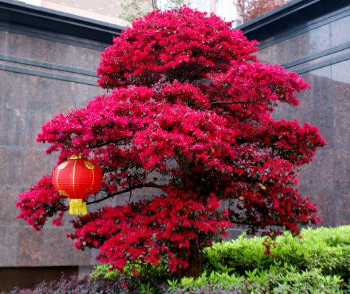 庭院植物红花檵木怎么养好?