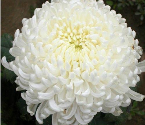 开白花不吉利?想太多!这几种花盛开时洁白无瑕颜值特高