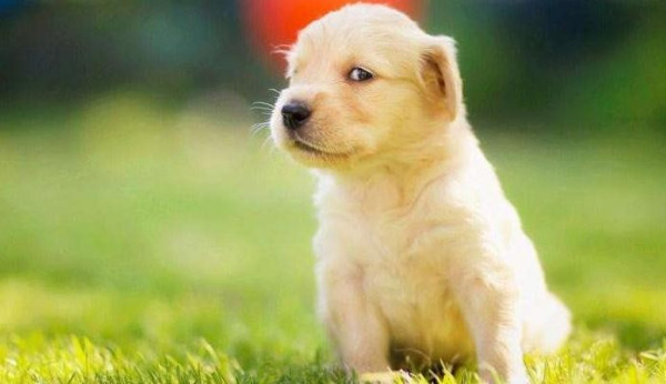 狗狗"不高兴",会通过这几种行为表现出来,你知道吗?