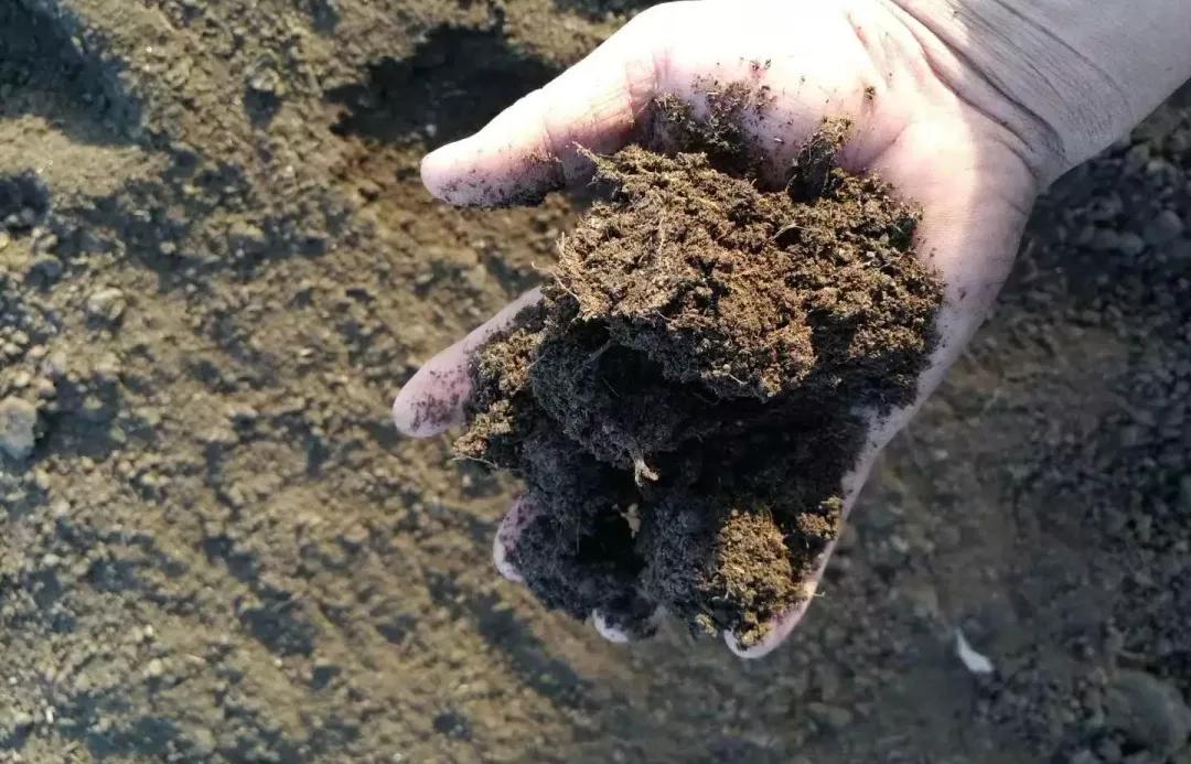 有机肥的种类及特点为此,越来越多的果农开始重视起有机肥的施用,以期