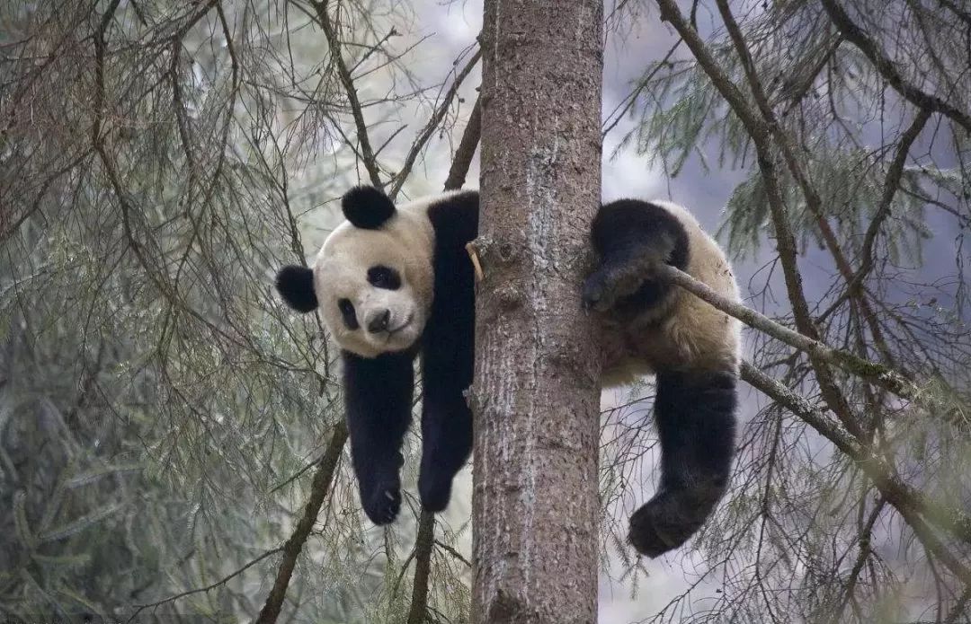 熊猫在树上很火的图片图片