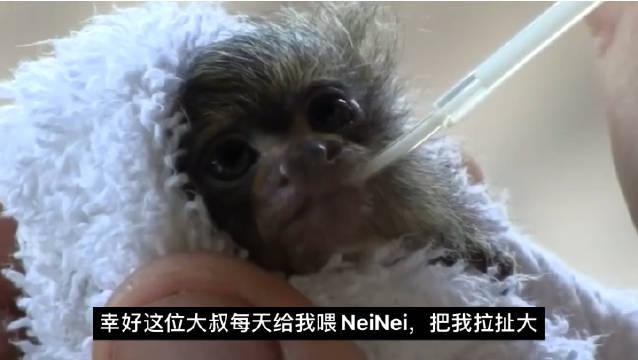 侏儒狨猴Cebuella pygmaea_新浪新闻