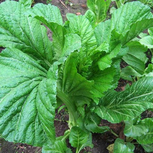 云南人最爱吃的碧绿爽脆炒青菜,好吃到碗底的油都不剩一点哦