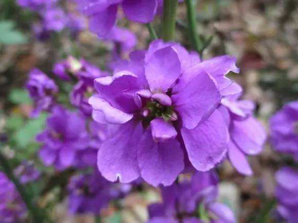 紫罗兰开花紫莹莹,花期长四季开花,养一盆正好放在阳台上