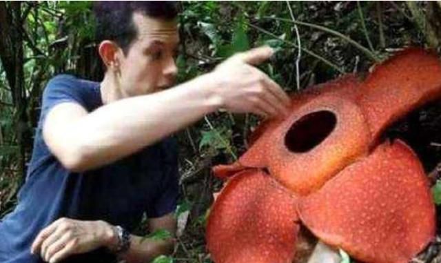 食人花真的会咬人吗?小伙把手伸进去测试,结果后悔都来不及!