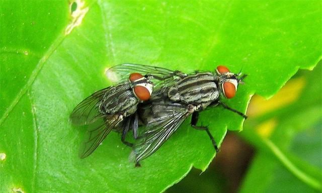 夏天苍蝇飞得并不快,为何打不中它?背后有什么科学道理?