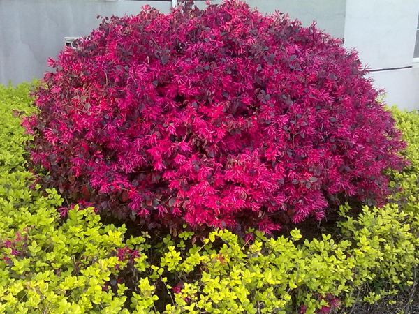 庭院植物红花檵木怎么养好?