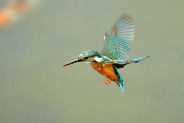 翠鸟中的四大美人华丽动人的外表是它们的共同特点