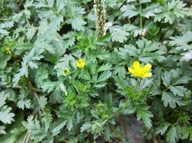 农村不起眼的野菜,清热解毒,凉血止痢,还能治疮毒痈肿蛇虫咬伤