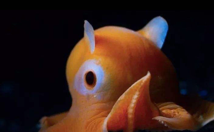 深海罕见的烙饼章鱼,碰到危险就捂脸,网友:捉到都不忍心吃!__财经头条