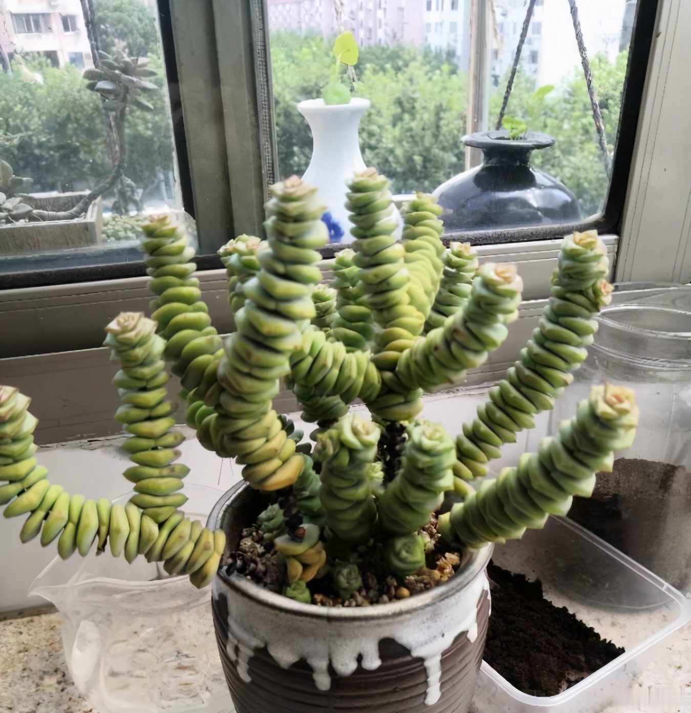 钱串怎么养?"两点"需注意,状态好叶饱满,养出爆盆的效果