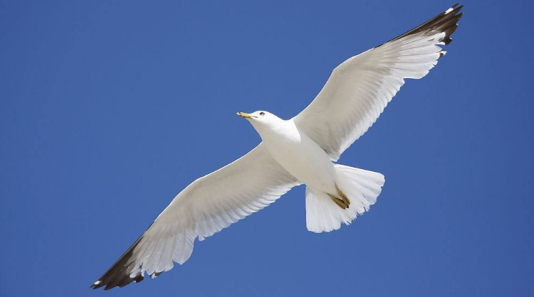 正直的人常常吃亏,逐渐被社会边缘化,你还会坚持自己的善良么?