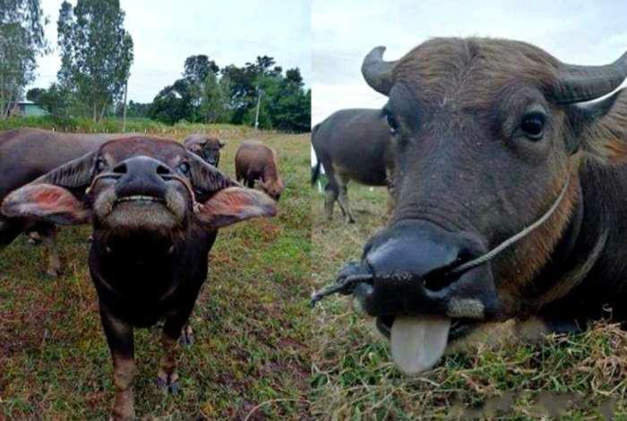 当你拍照时,它会对镜头吐出舌头,用牙齿微笑,想想看,就会感觉不舒服.
