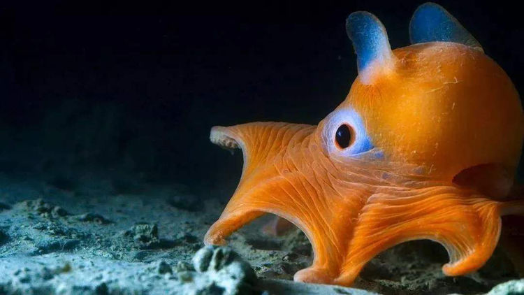 最罕见的动物深海图片