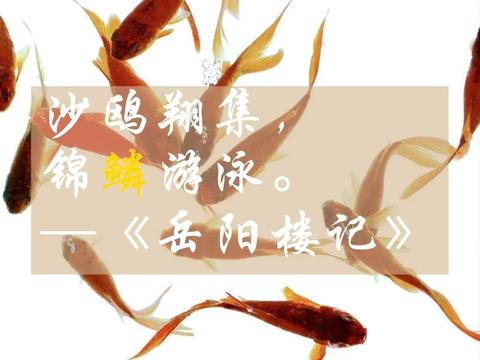 鱼鳞 不仅能帮科学家研究鱼类 味道还非常的不错 鱼鳞 鳞片 资料库 新浪新闻