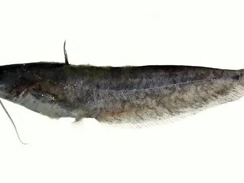 鱼鳞 不仅能帮科学家研究鱼类 味道还非常的不错 鱼鳞 鳞片 资料库 新浪新闻