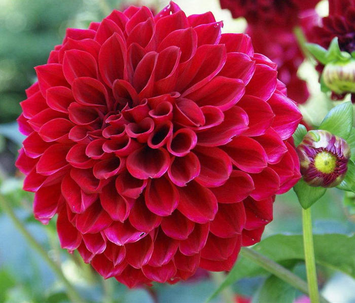 这花俗名叫地瓜花,名字土气开花却落落大方,巴掌大的花能开好久