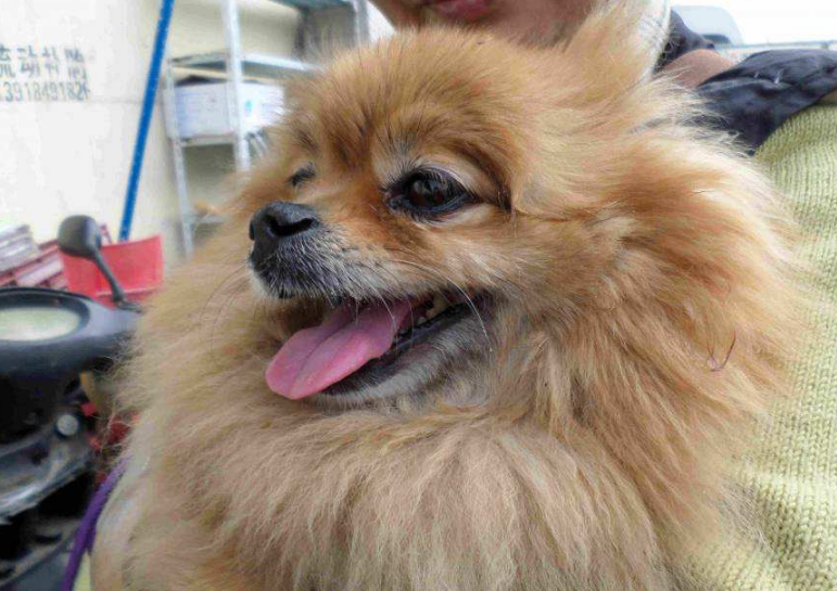 当博美犬步入了老年期,那么它的嘴巴上就会慢慢出现很多的白发,特别的