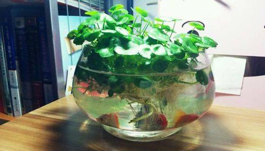 秋冬时节养铜钱草和金鱼一起水培注意此4点既省钱又省心