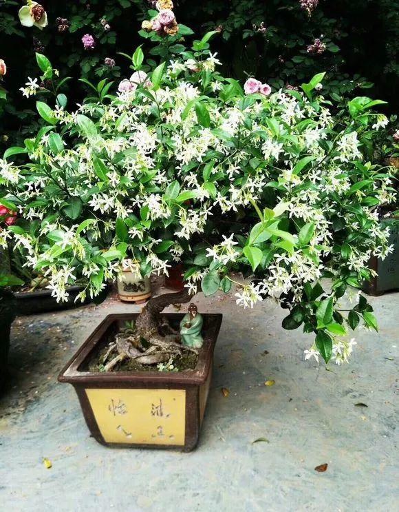 风车茉莉能长9米高,四季常青又耐阴,开花堪比活香水!|风车|茉莉|园艺_