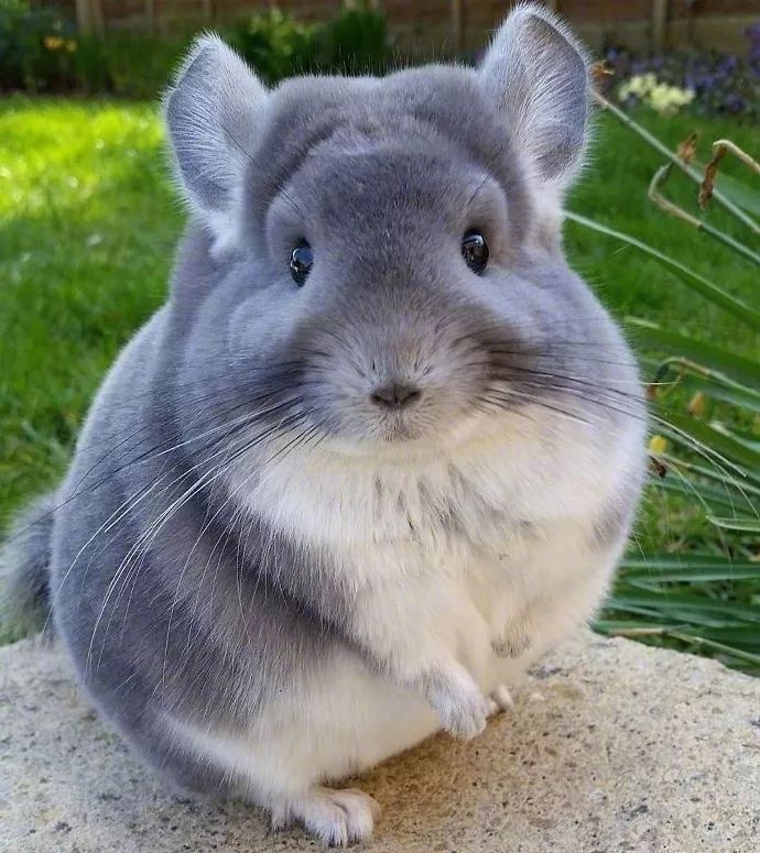 再后来,很多宠物爱好者开始饲养动画片里那种龙猫生物的原型,也就是