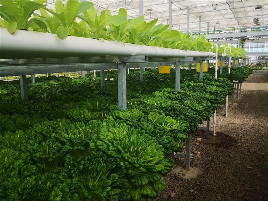 温室大棚里水培的乌塔菜  贺建明摄园区通过立体墙水培技术种植的蔬菜