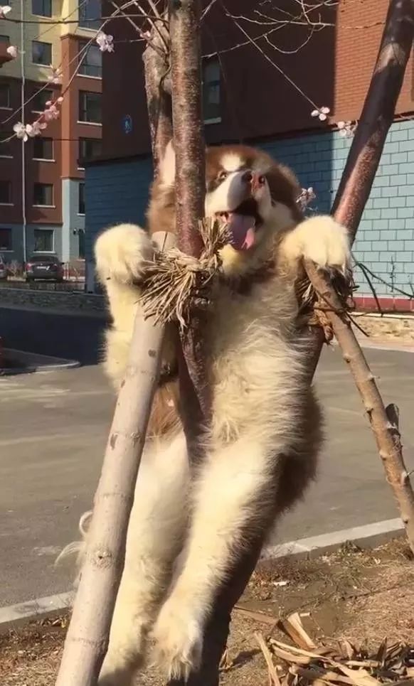 见过猫咪爬树狗狗图新鲜也想爬结局差点半身不遂