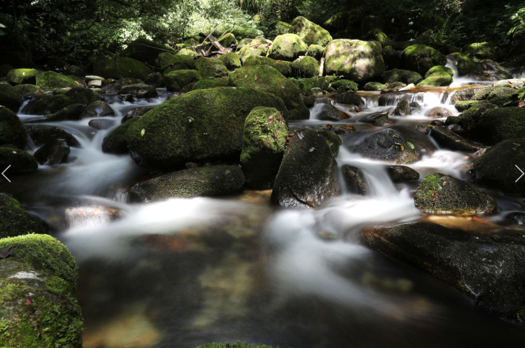 高黎贡山自然保护区内潺潺水流。陈飞 摄