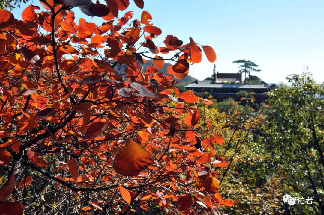 京城赏叶该去哪 要咋拍 我们去这12个地方给你打了个样 手机新浪网 京城赏叶该去哪 要咋拍 我们去这12个地方给你打了个样 手机新浪网