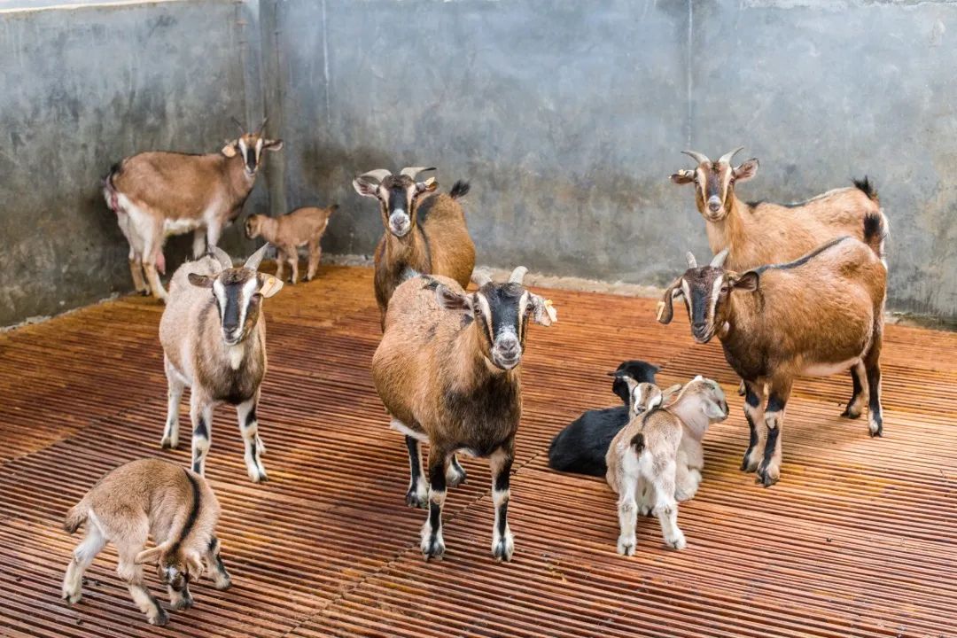 相约展销会贵州篇|黔麻羊,刺梨,辣椒都等着你,捡漏的时候到了!