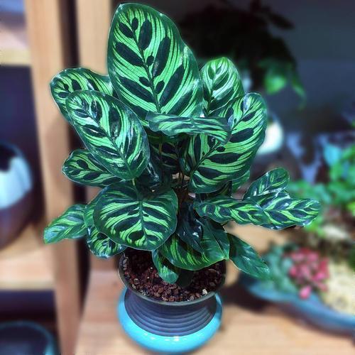 孔雀竹芋是高颜值盆景 品种多叶子自带孔雀花斑 还能净化空气 孔雀竹芋 孔雀 花斑 新浪新闻