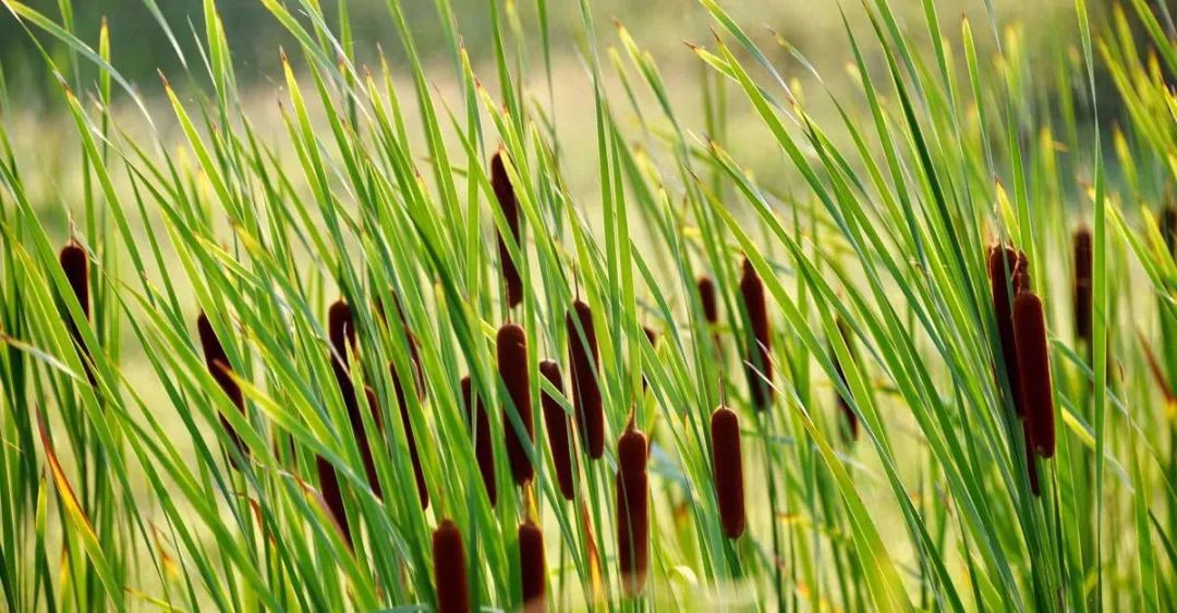 诗经里的蒲是什么植物