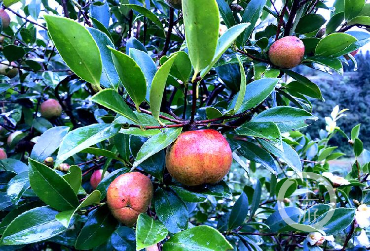 油茶果硕果累累.