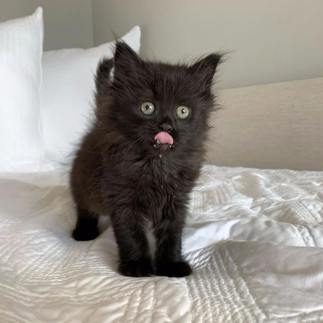 惨遭车祸的流浪小黑猫,挑中一辆车后,改变一生命运!