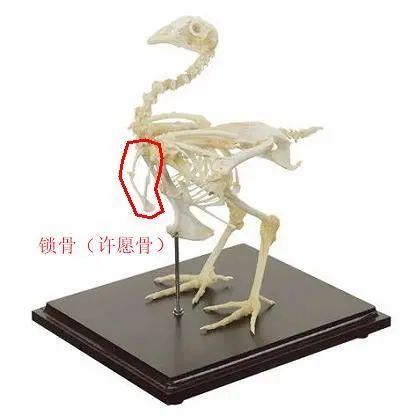 如何科学地吃鸡