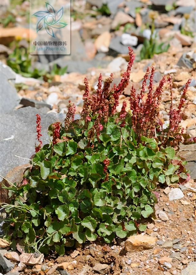 酸浆菜,见过吗?清热利湿,舒肝.主肝气不舒,肝炎,坏血病