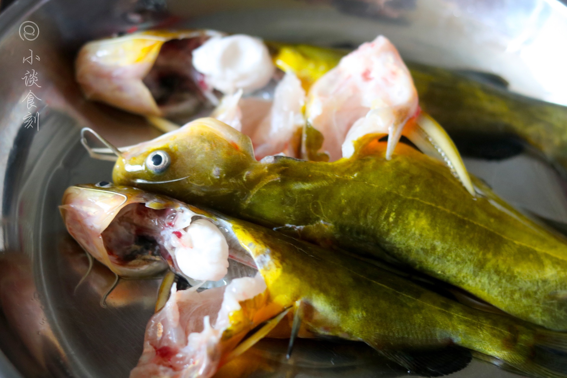 瓦氏黄颡鱼-江西水产经济动物-图片
