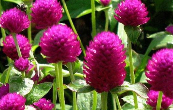 新手养花,一盆"千日红"死不了,花多颜色艳,一养就是十几年