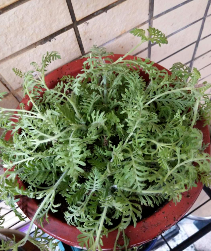茼蒿菜这样养一年四季不愁吃特省钱