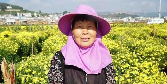 婺源皇菊染浓了大理祥云的秋意,也带动了当地农户的收入
