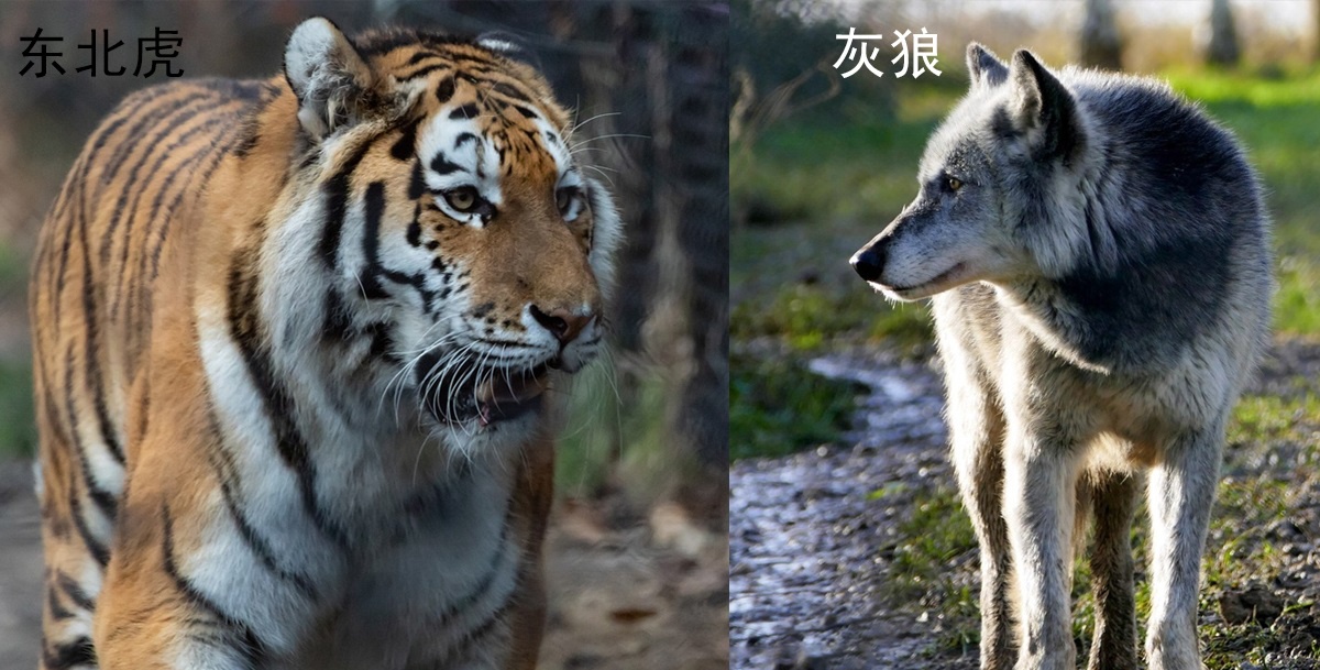 动物的种间竞争,大到东北虎捕杀狼群,小到土拨鼠掐死地松鼠